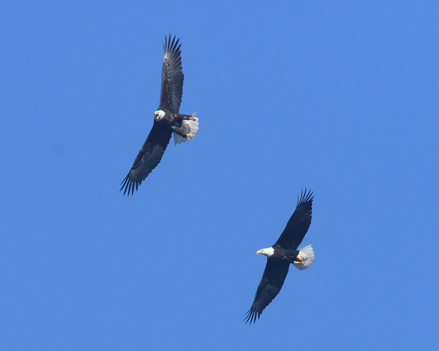 This is another pair of eagles seen that were flying in formation. Notice that the eagle to the left has its legs down. Eagles usually do this to slow themselves down as they descend or to land. Many resident pairs were observed doing this together at this time of the year; it could be part of bonding behavior. The eagle to the lower right of the frame has a NYSDEC (New York State Department of Environmental Conservation) band on its right leg. One eagle at a nearby nest is known to be banded...